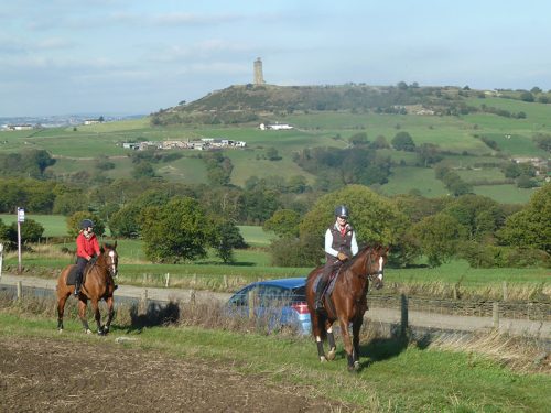 Horses in field